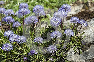 Blue balls or Globular (Globularia cordifolia) flowers photo