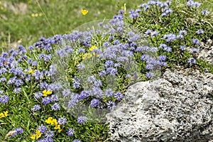 Blue balls or Globular (Globularia cordifolia) flowers photo