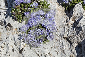 Blue balls or Globular (Globularia cordifolia) flowers photo