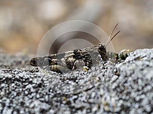 blue band-winged grasshopper, Oedipoda caerulescens,