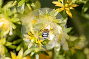 Blue Banded Bee