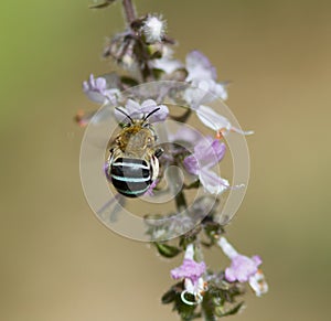 Blue Banded Bee on Basil