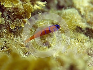 Blue banded catalina goby,catalina island,cali