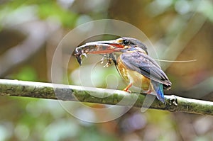 Blue-banded Kingfisher