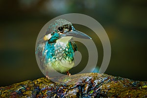 Blue-banded kingfisher