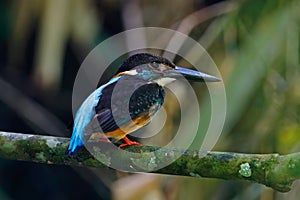 Blue-banded Kingfisher Alcedo euryzona Beautiful Male Birds of Thailand