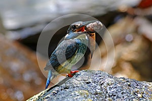 Blue-banded Kingfisher Alcedo euryzona Male Birds catching fish