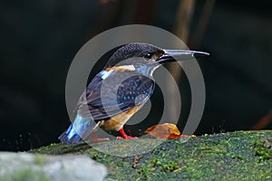 Blue-banded Kingfisher Alcedo euryzona Male Cute Birds of Thailand