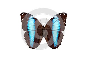 blue banded morpho butterfly (morpho achilles) isolated on white background
