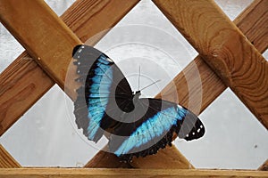 Blue banded morpho resting on the wall