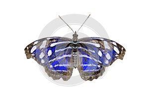 Blue-banded Purplewing Butterfly