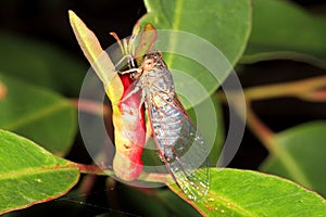 Blue-banded Scratcher Cicada, Popplepsalta aeroides