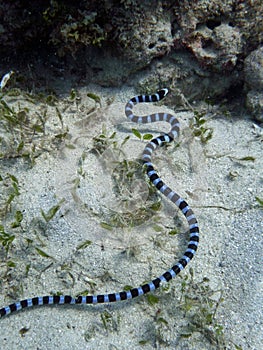 Blue banded sea snake