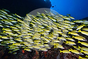 Blue banded snapper