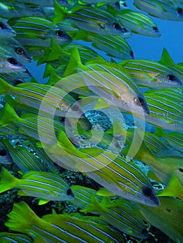 Blue banded Snappers