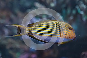 Blue banded surgeonfish Acanthurus lineatus