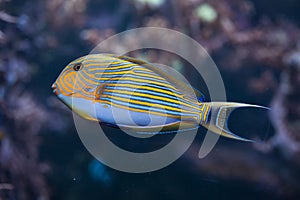 Blue banded surgeonfish (Acanthurus lineatus).