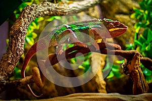 Blue Bar Panther Chameleon