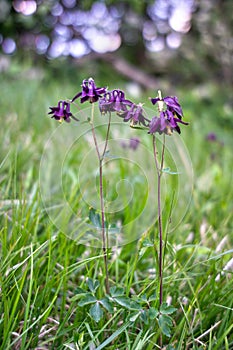 Blue Barlow flowers under Mount Ebro