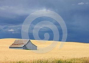 A Blue Barn in a Golden Field with a Blue Sky