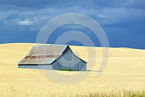 A Blue Barn in a Golden Field with a Blue Sky