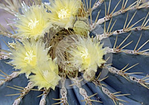 Blue Barrel Cactus from Central Mexico