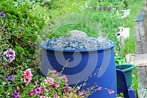 A blue barrel for collecting rainwater. Collecting rainwater in plastic container. Collecting rainwater for watering the