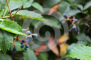 Blue barries in a green bush.