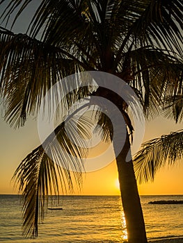 Blue Bay Beach Sunset - palm tree