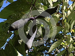 Blue Bean Shrub Decaisnea fargesii or Chinesische Blaugurke - Botanical Garden St. Gallen photo