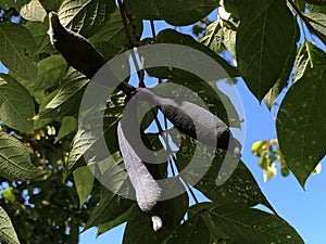 Blue Bean Shrub Decaisnea fargesii or Chinesische Blaugurke - Botanical Garden St. Gallen photo