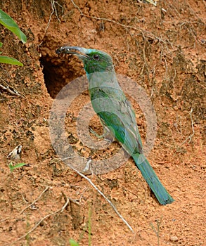 Blue bearded bee eater