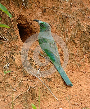 Blue bearded bee eater