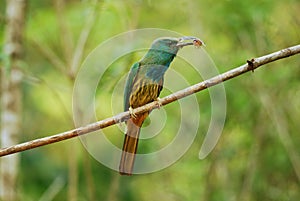 Blue bearded bee eater