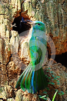 Blue Bearded Bee Eater