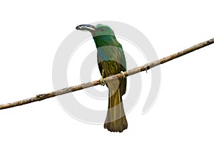 Blue bearded bee eater