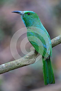 Blue-bearded Bee-eater bird