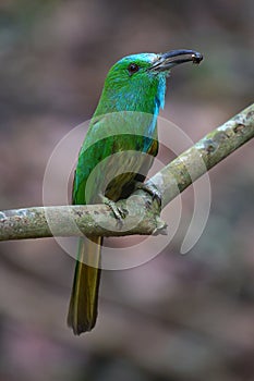 Blue-bearded Bee-eater bird