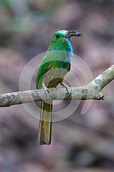 Blue-bearded Bee-eater bird