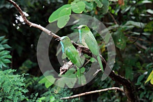 Blue-bearded Bee-eater Bird