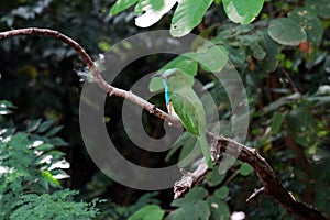 Blue-bearded Bee-eater Bird