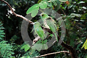 Blue-bearded Bee-eater Bird