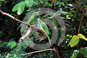 Blue-bearded Bee-eater Bird