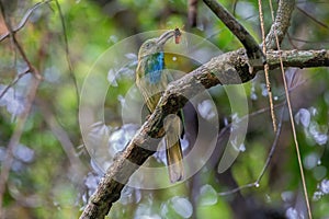 Blue-bearded Bee-eater is catching a cicada