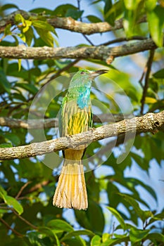 Blue-bearded Bee-eater