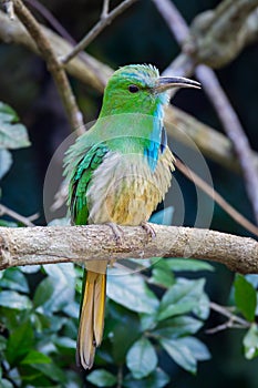 Blue-bearded Bee-eater (Nyctyornis athertoni) photo