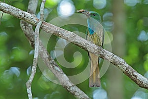 Blue-bearded Bee-eater with prey