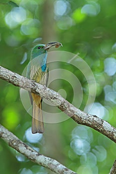 Blue-bearded Bee-eater with prey
