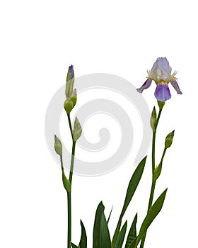 Blue Bearded Iris Flowers Isolated