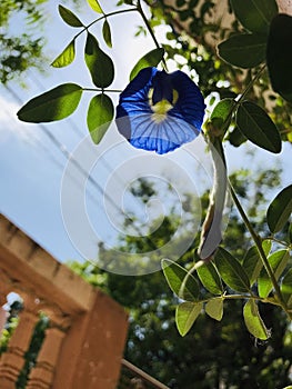 Blue Beast with Green leaves